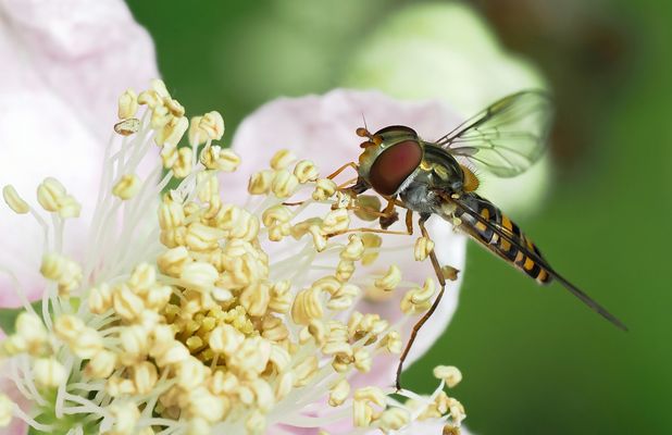 SCHWIRREN, SCHLEMMEN, SCHWEBEN