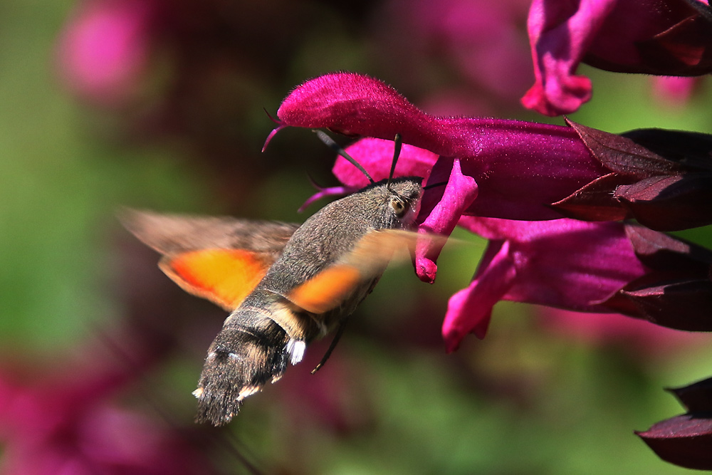 schwirrend an der Blüte