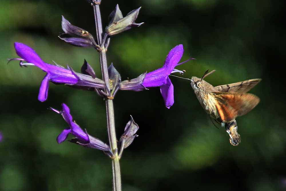 Schwirrend an der Blüte