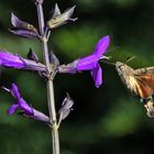 Schwirrend an der Blüte