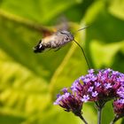 schwirrend an der Blüte