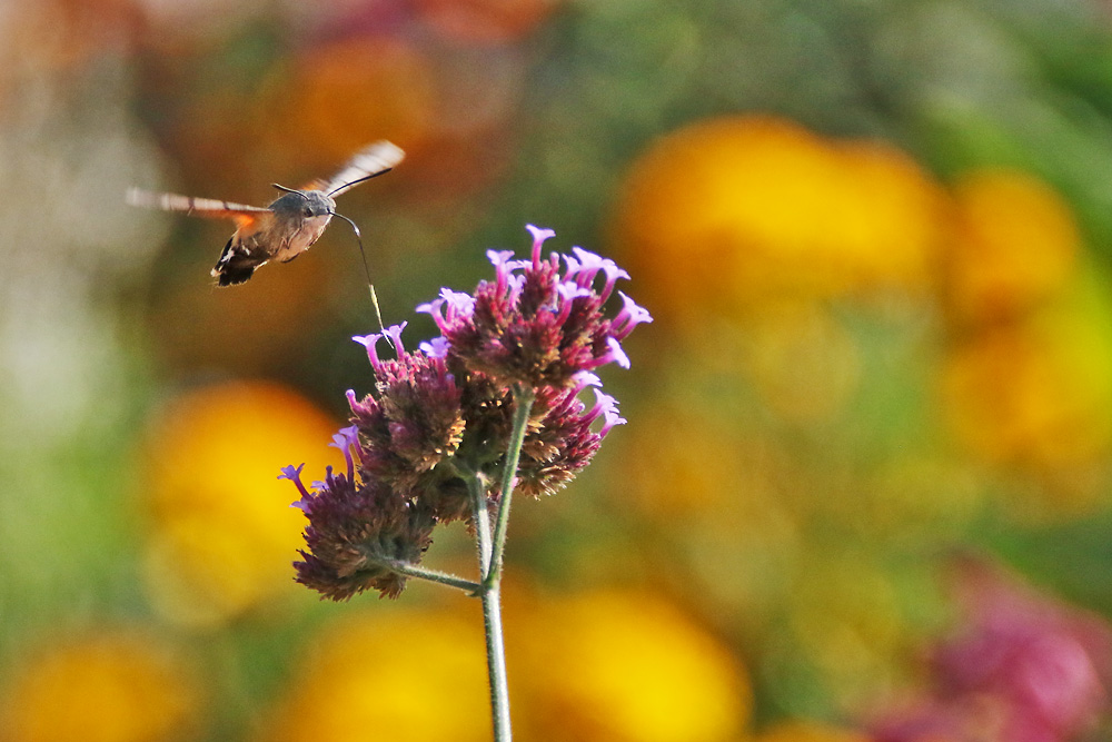 schwirrend im Farbenmeer