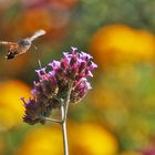 schwirrend im Farbenmeer