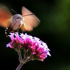 schwirrend im Sonnenlicht