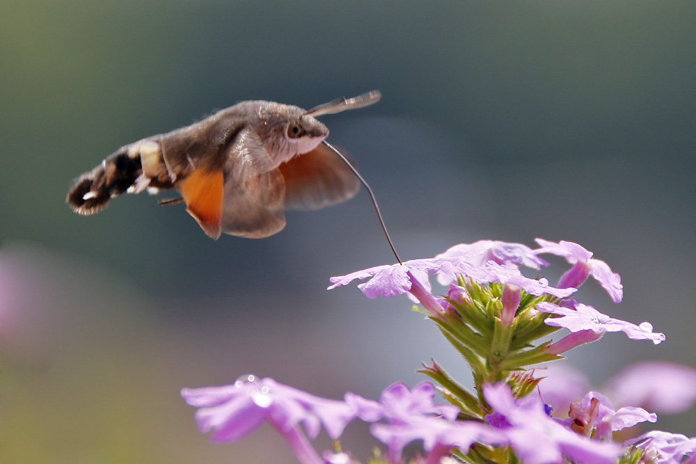 schwirrend über der Blüte