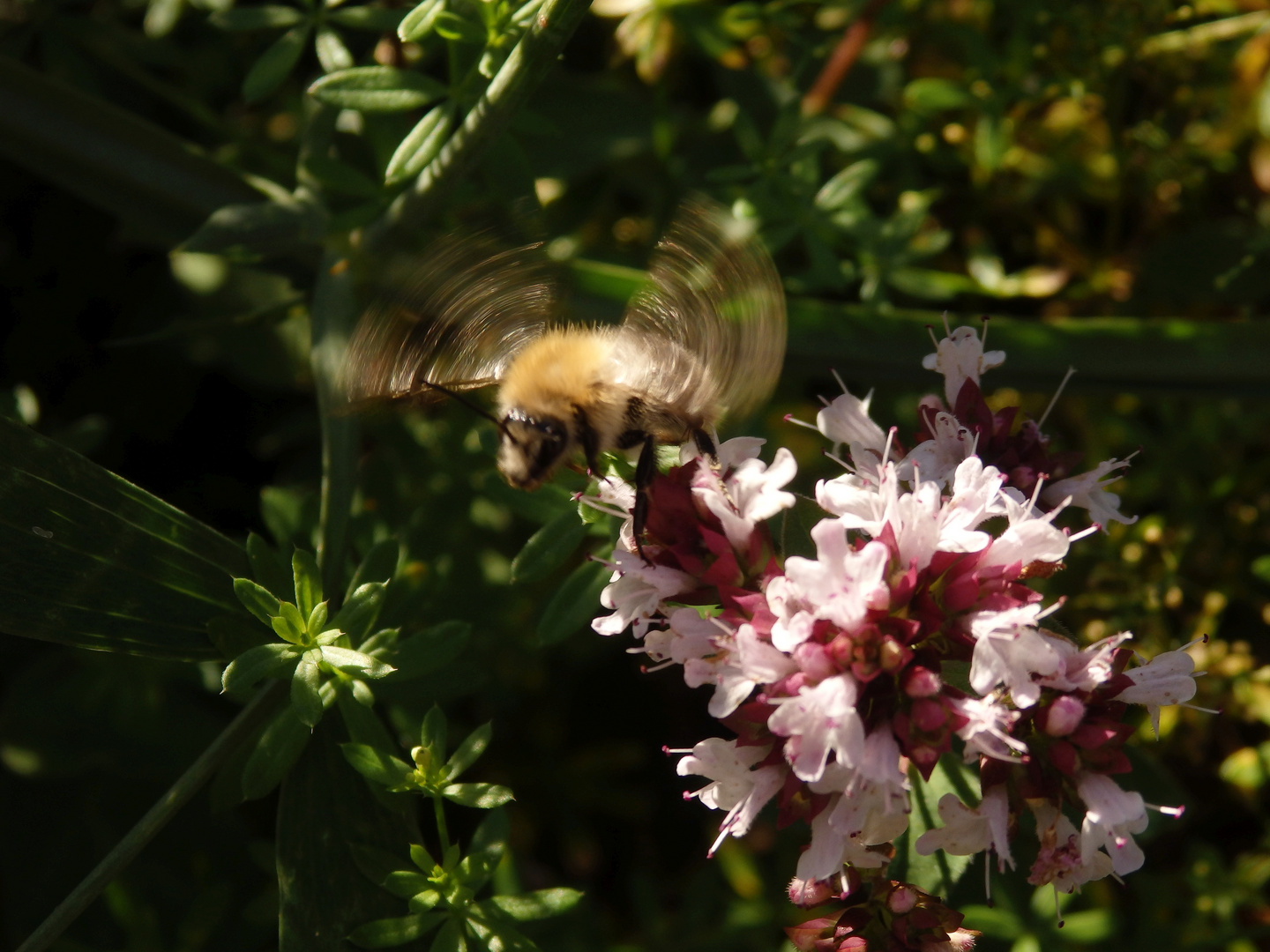 Schwirrende Hummel