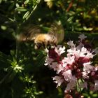 Schwirrende Hummel