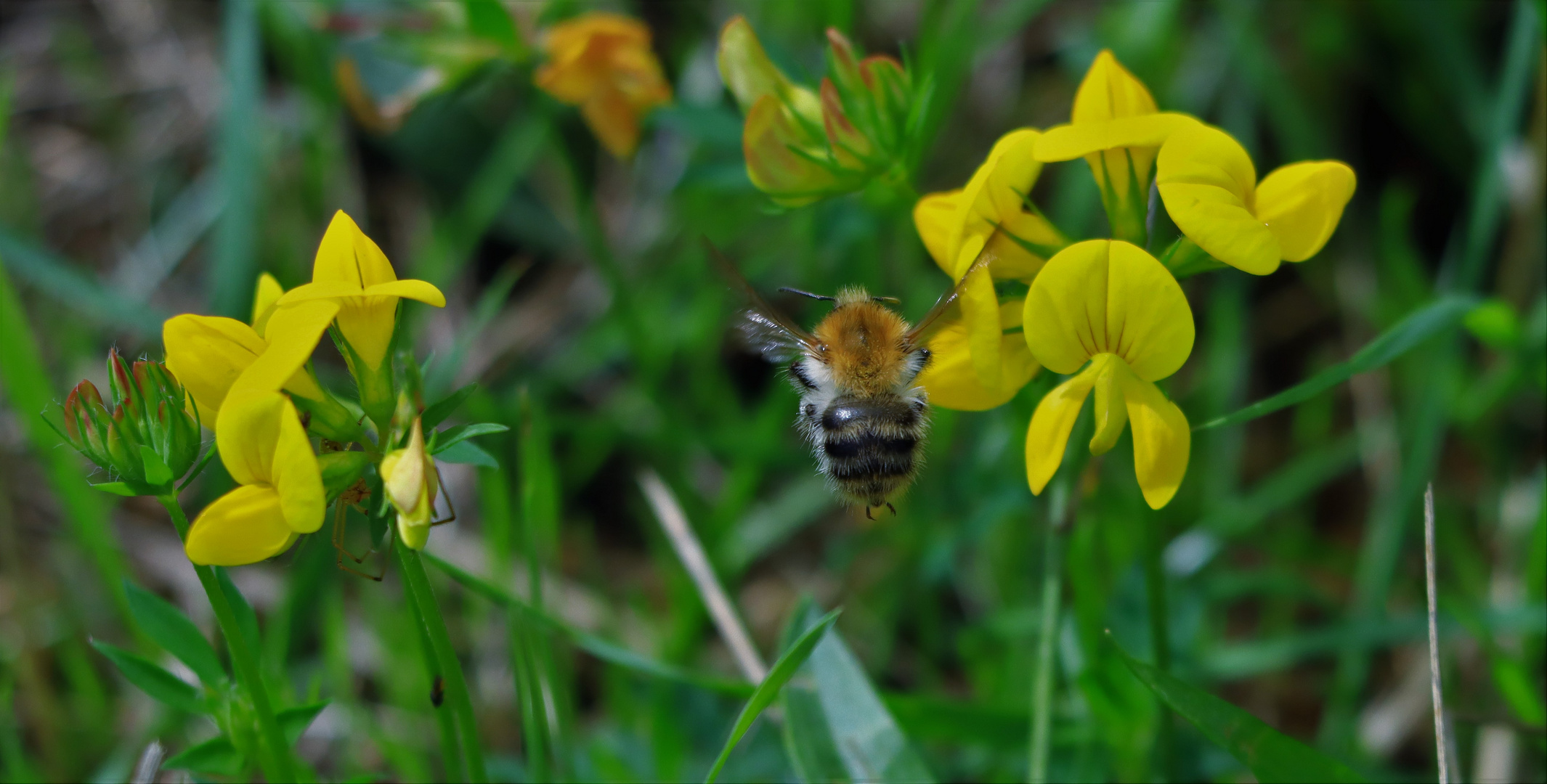 Schwirrende Hummel