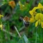 Schwirrende Hummel