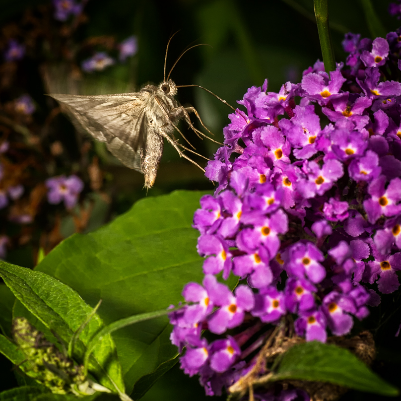 Schwirrender Falter auf Buddleja