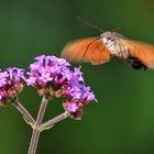 schwirrender Nachtfalter an der Blüte