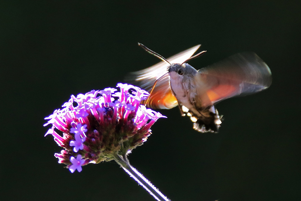 schwirrendes Taubenschwänzchen im Sonnenlicht