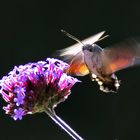 schwirrendes Taubenschwänzchen im Sonnenlicht