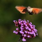 schwirrendes Taubenschwänzchen mit Schattenwurf