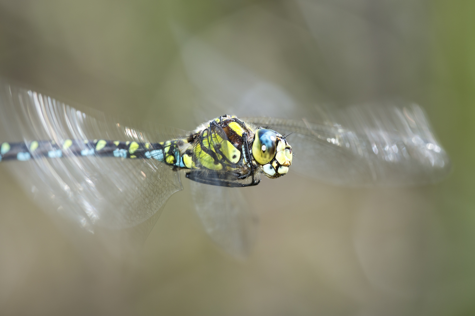 Schwirrflug