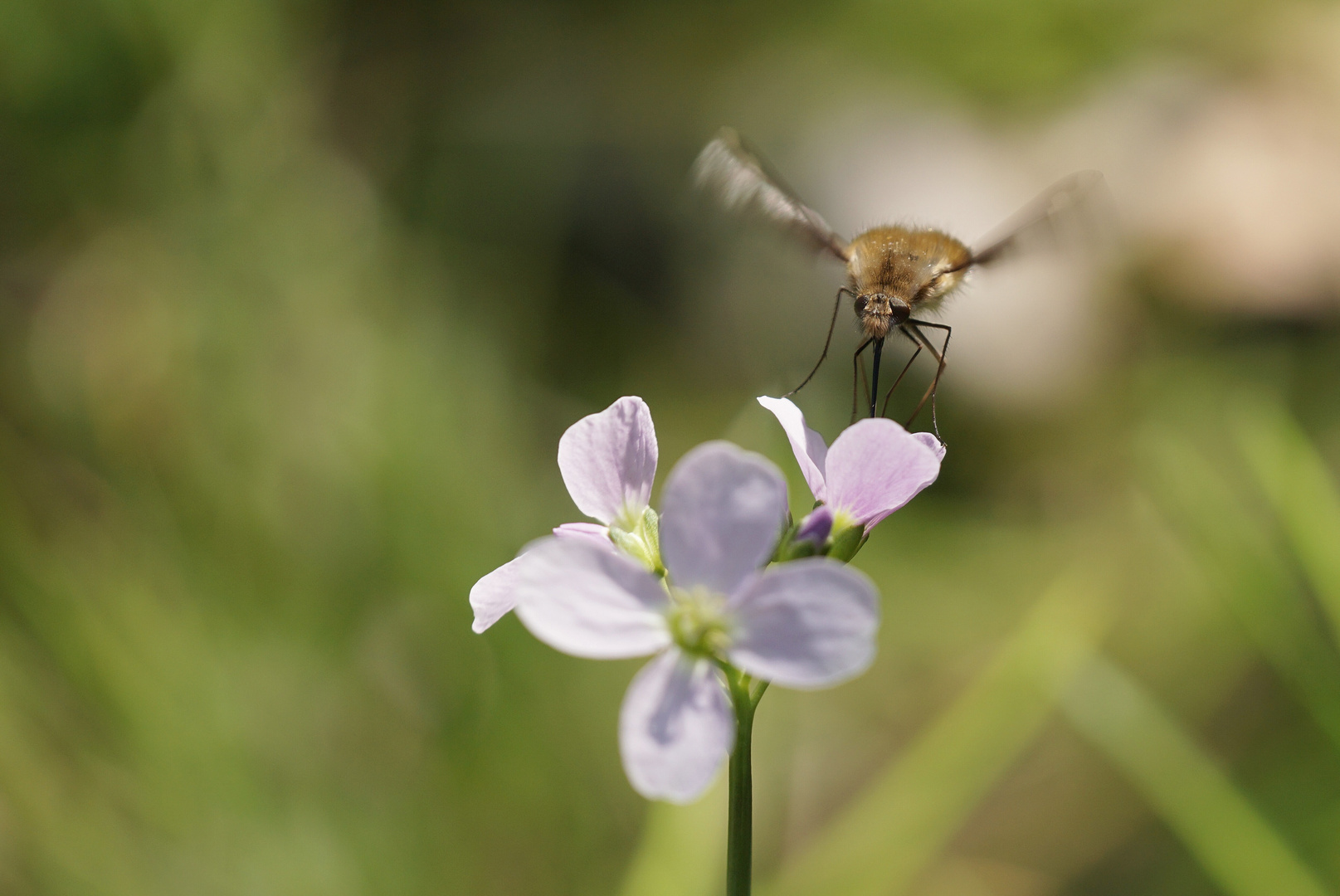 Schwirrflug