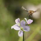 Schwirrflug