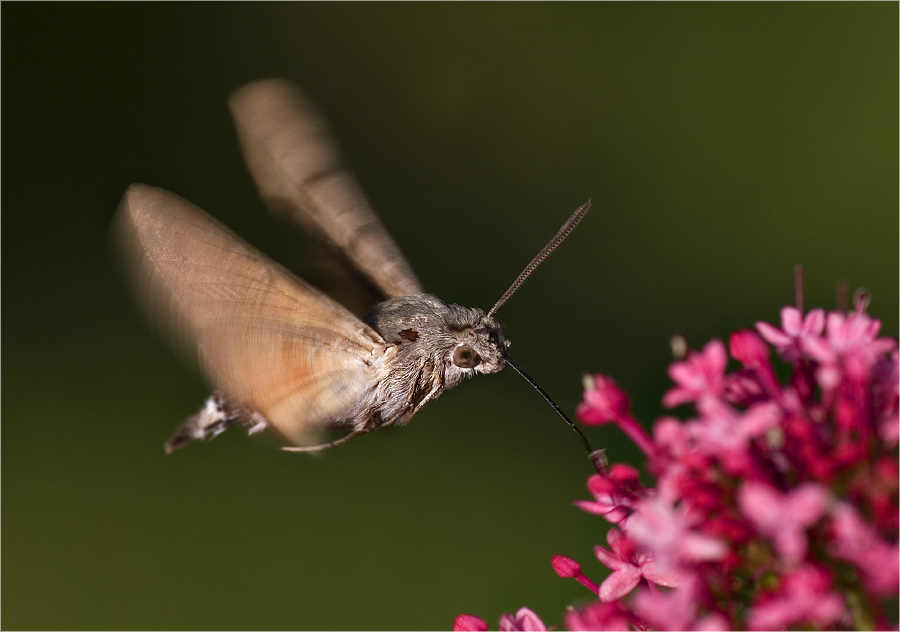 Schwirrflug