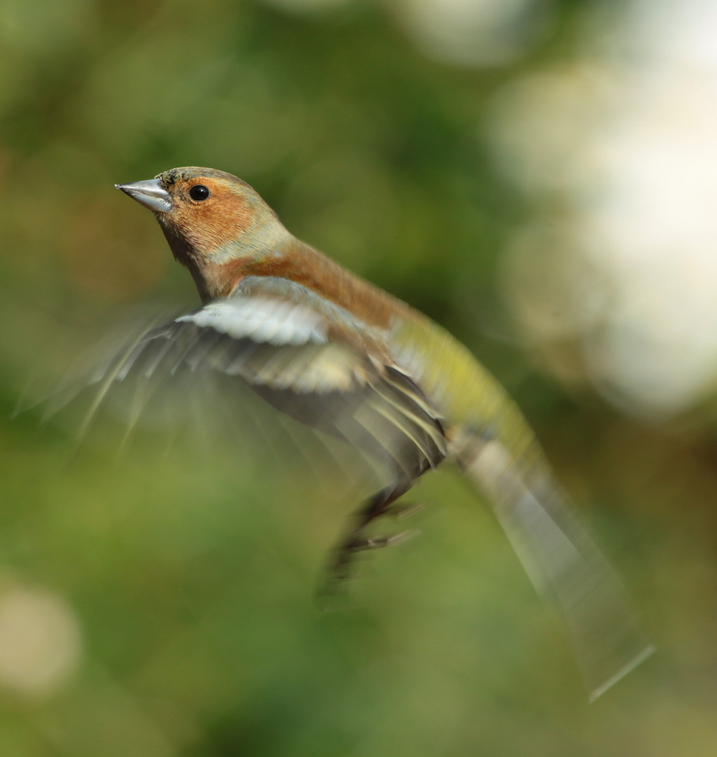 Schwirrflug