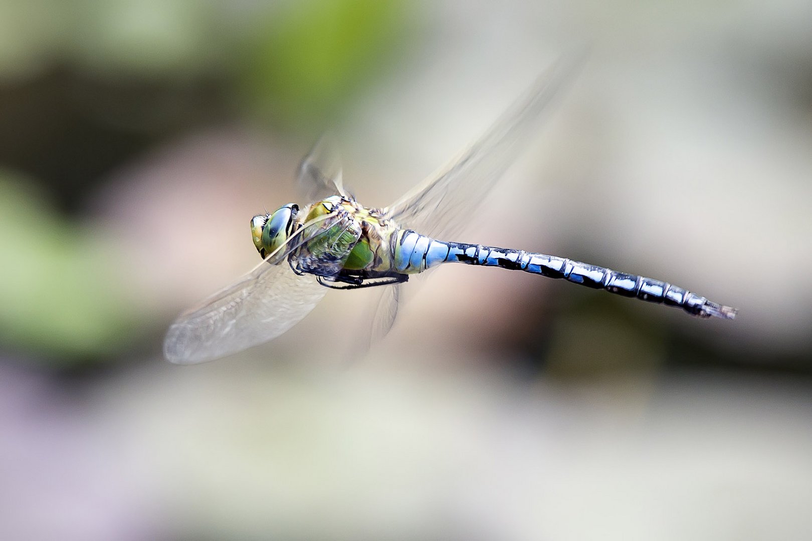 Schwirrflug