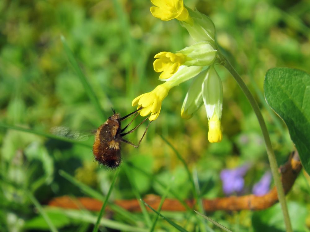 Schwirrflug