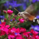 Schwirrflug an den Blüten