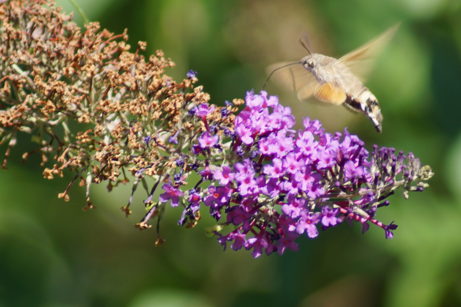 Schwirrflug