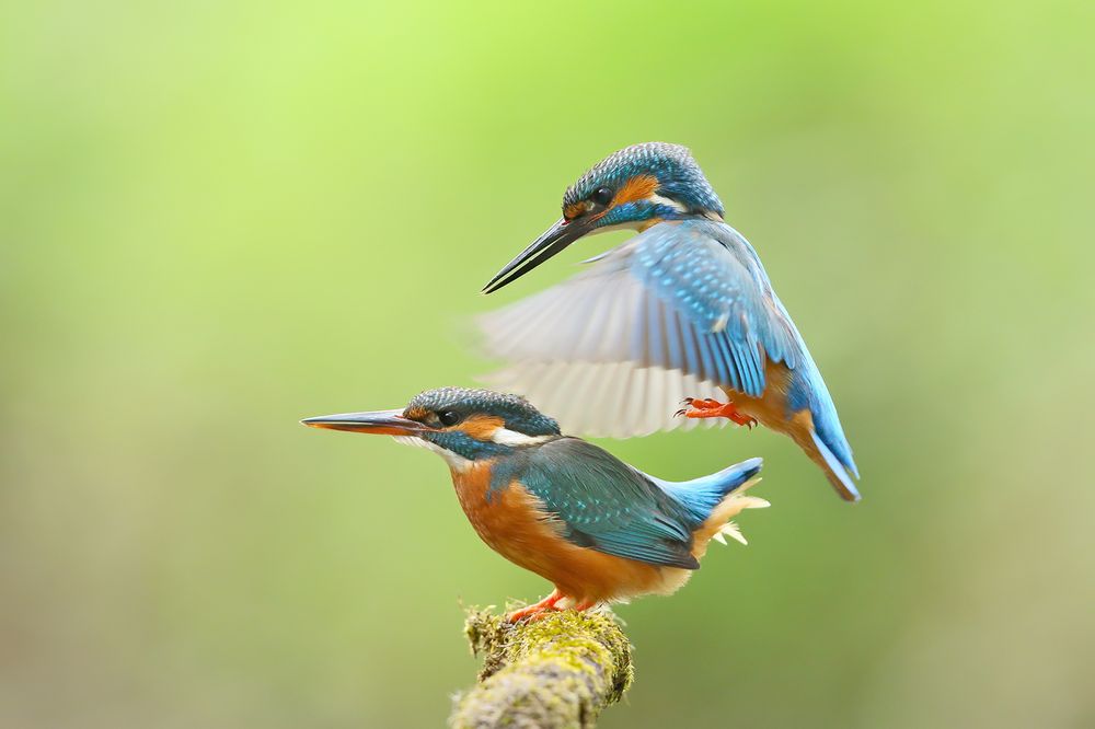 Schwirrflug Foto & Bild natur, flug, tiere Bilder auf