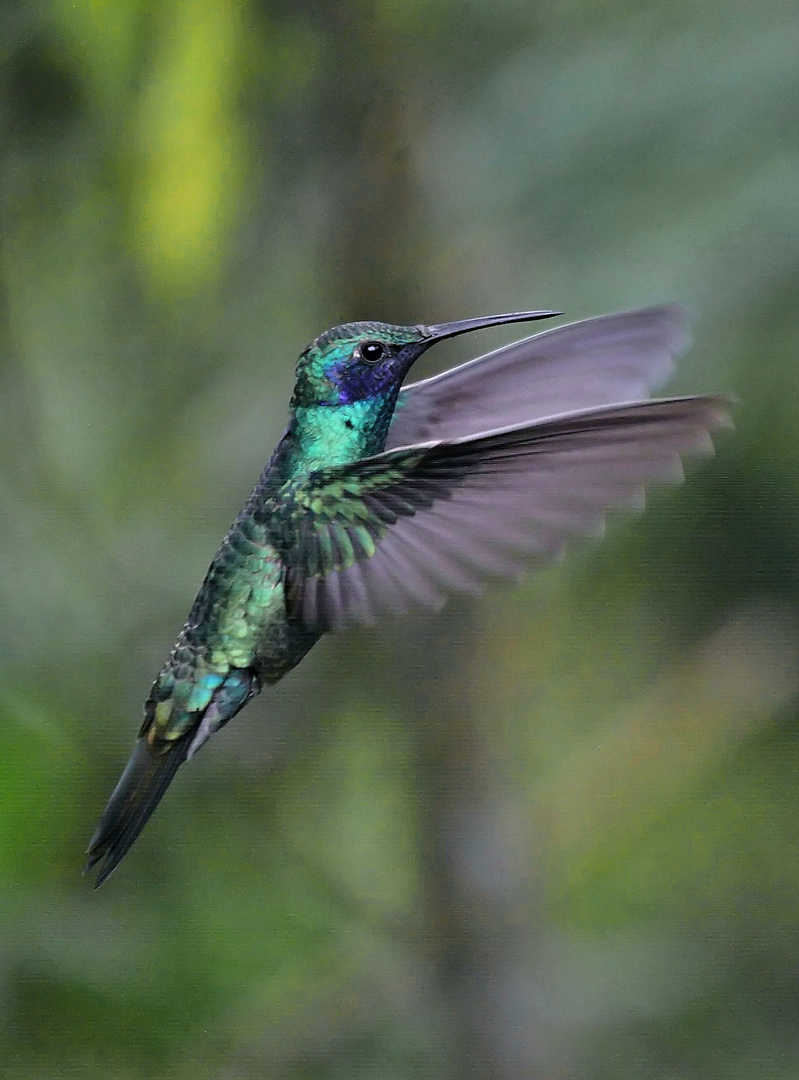 Schwirrflug