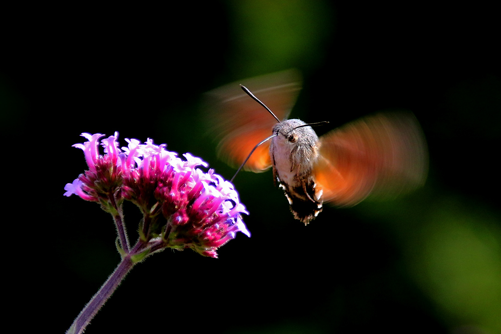 Schwirrflug im Licht