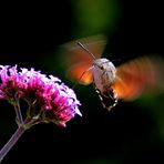 Schwirrflug im Licht