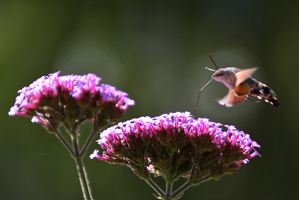 Schwirrflug im Sonnenlicht