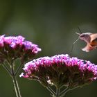 Schwirrflug im Sonnenlicht