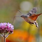 Schwirrflug in Sekundenbruchteilen......