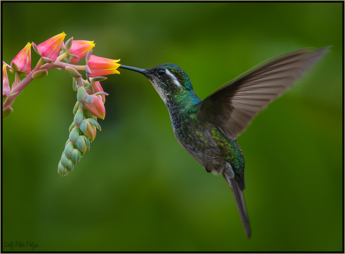 Schwirrt ab: Weißkehlnymphe (Costa Rica)