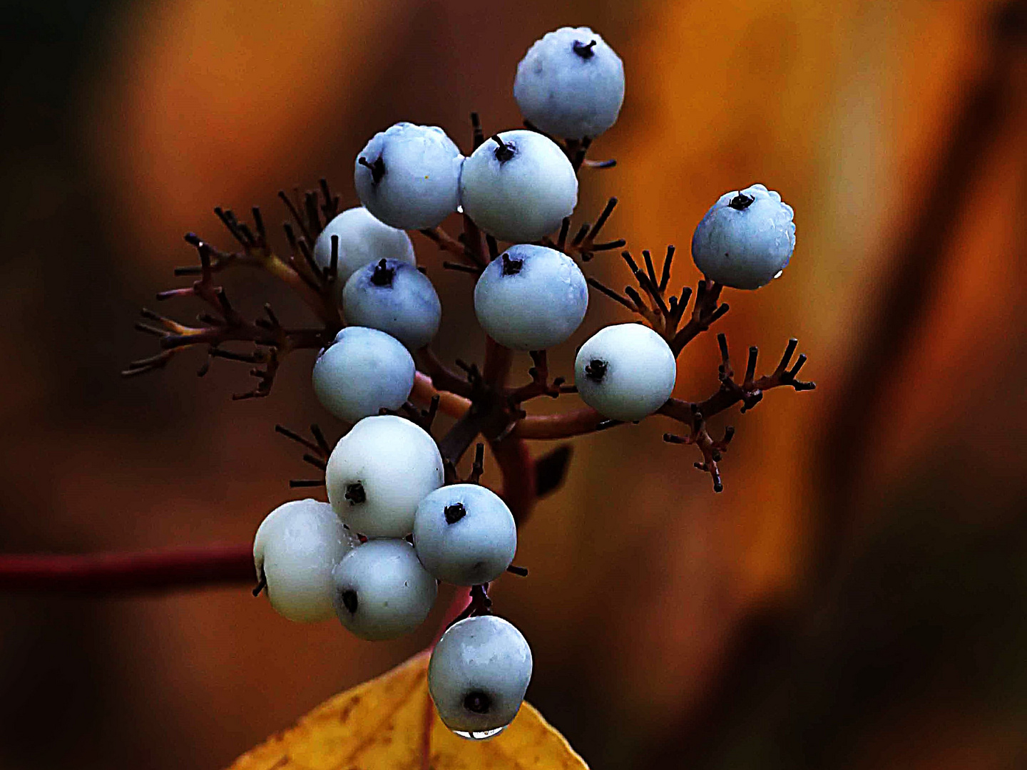 schwitzende Beeren