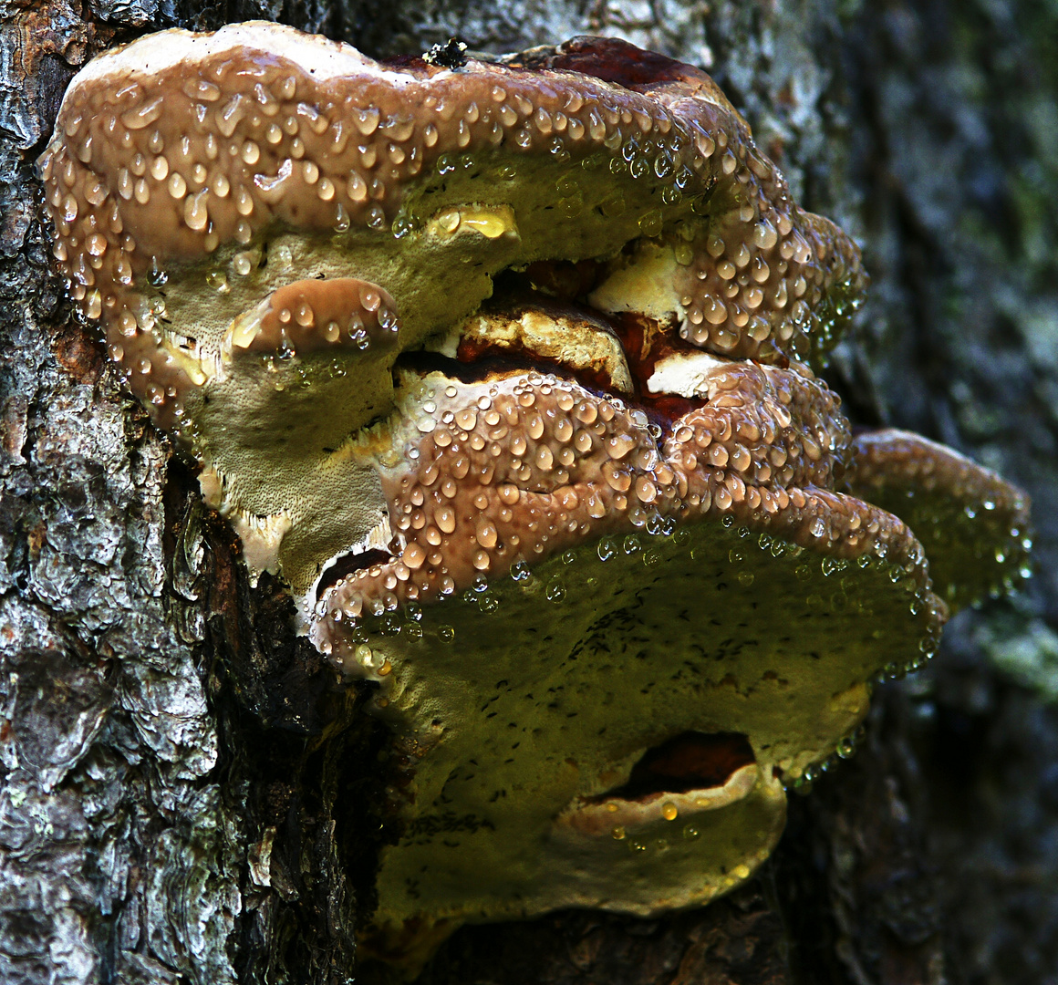 schwitzender Baumschwamm