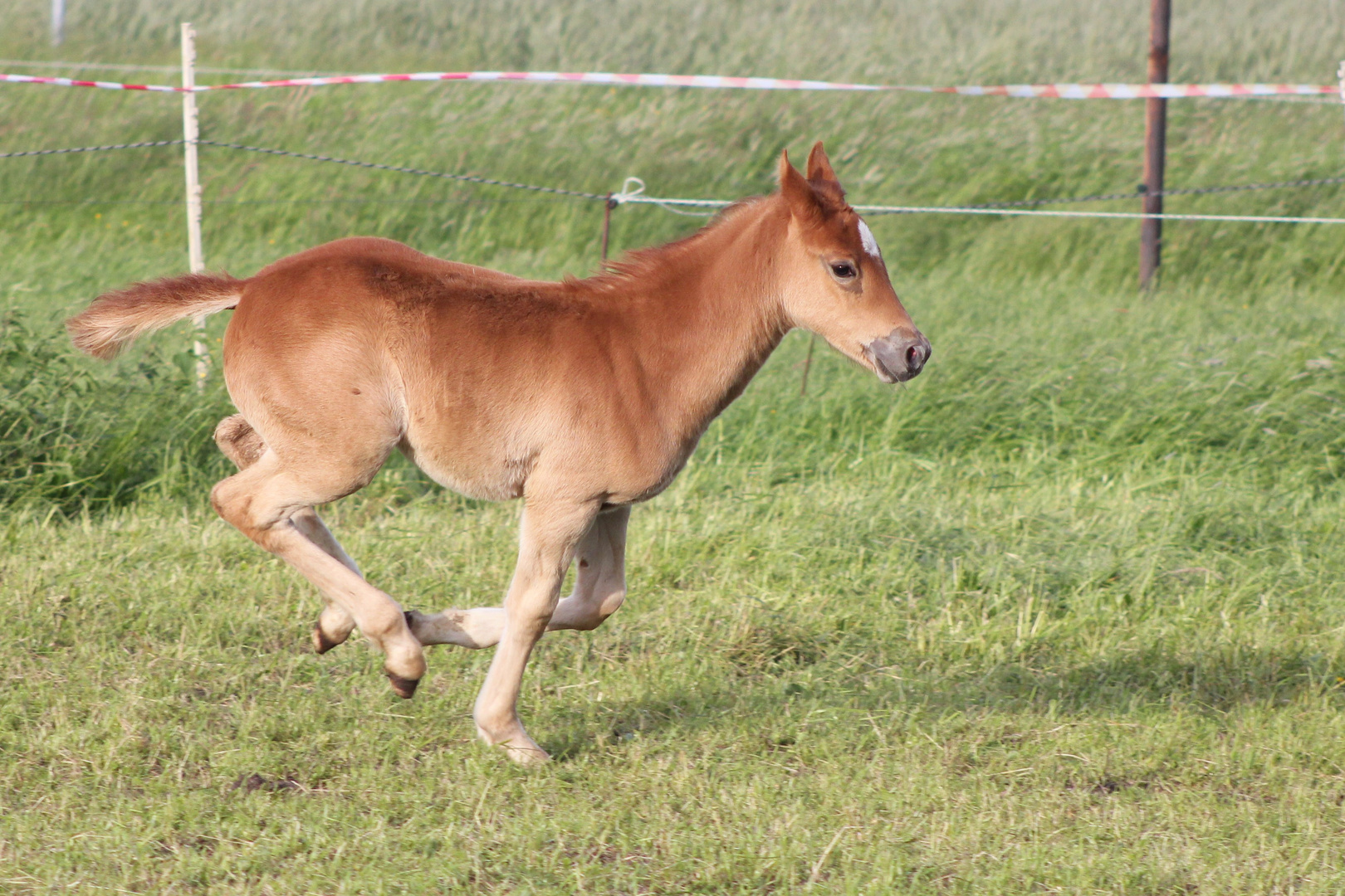 schwungvoll