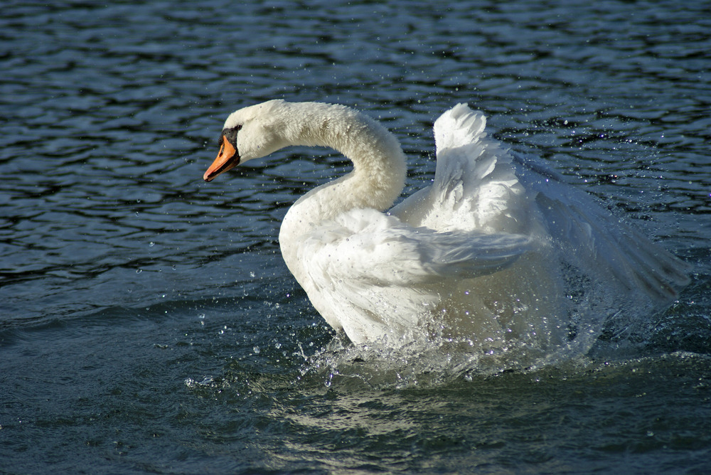 Schwungvoll