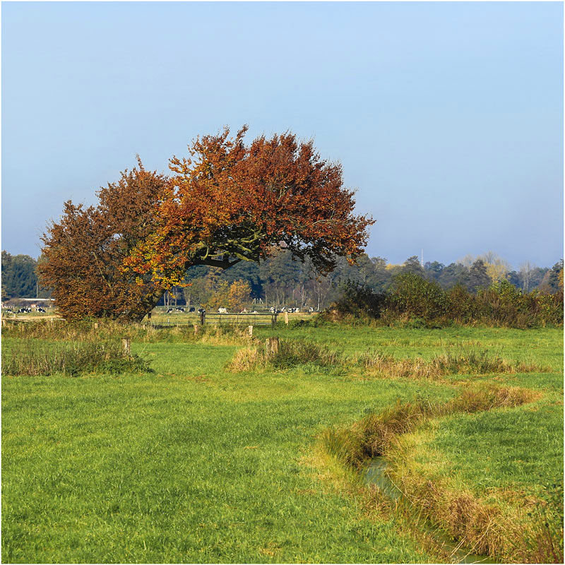 schwungvoll - Herbst