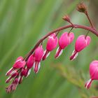 Schwungvoll: Tränendes Herz - Lamprocapnos spectabilis,