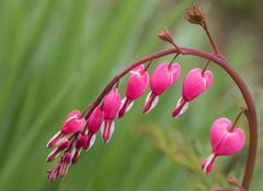 Schwungvoll: Tränendes Herz - Lamprocapnos spectabilis,