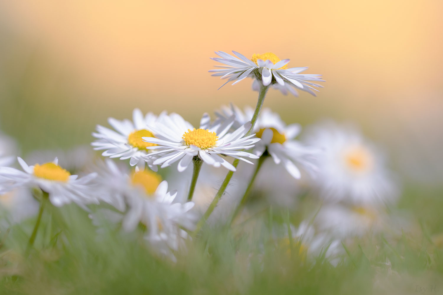 Schwungvoll wie die Gänseblümchen