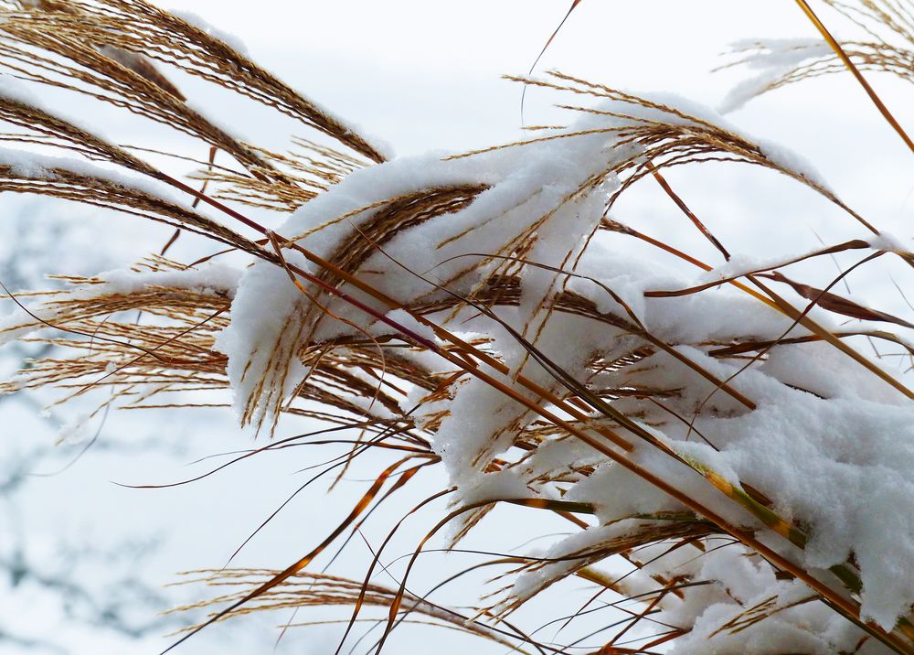 Schwungvoll winterlich