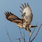 Schwungvoller Abflug