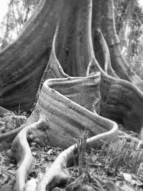 Schwungvoller Baum