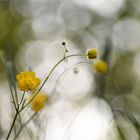 *Schwungvoller Blüten°Tanz im Wind*