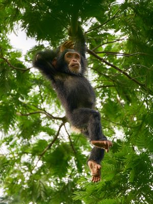 Schwungvoller Schimpanse