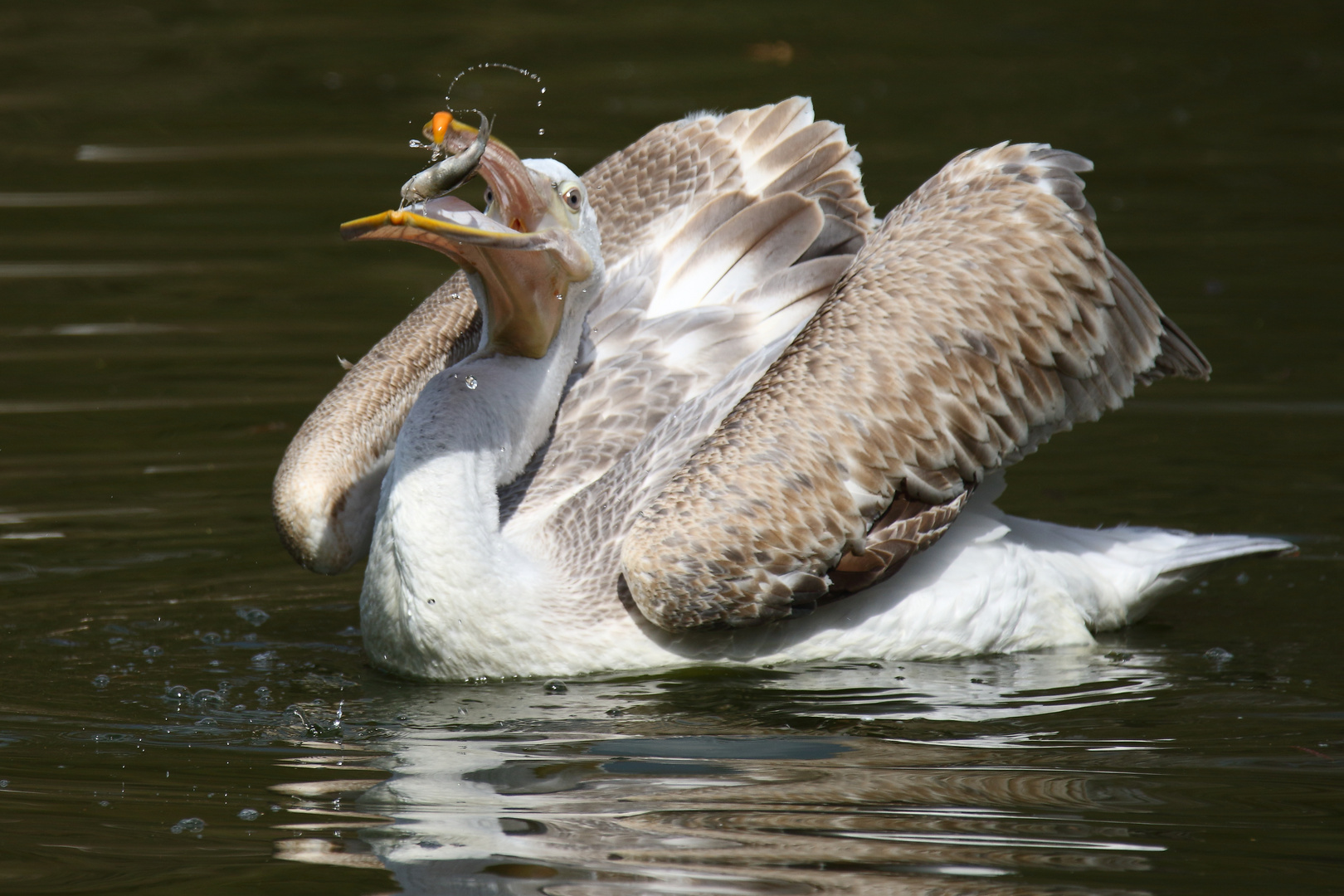 "SCHWUPP die WUPP - DER FISCH IS FORT"