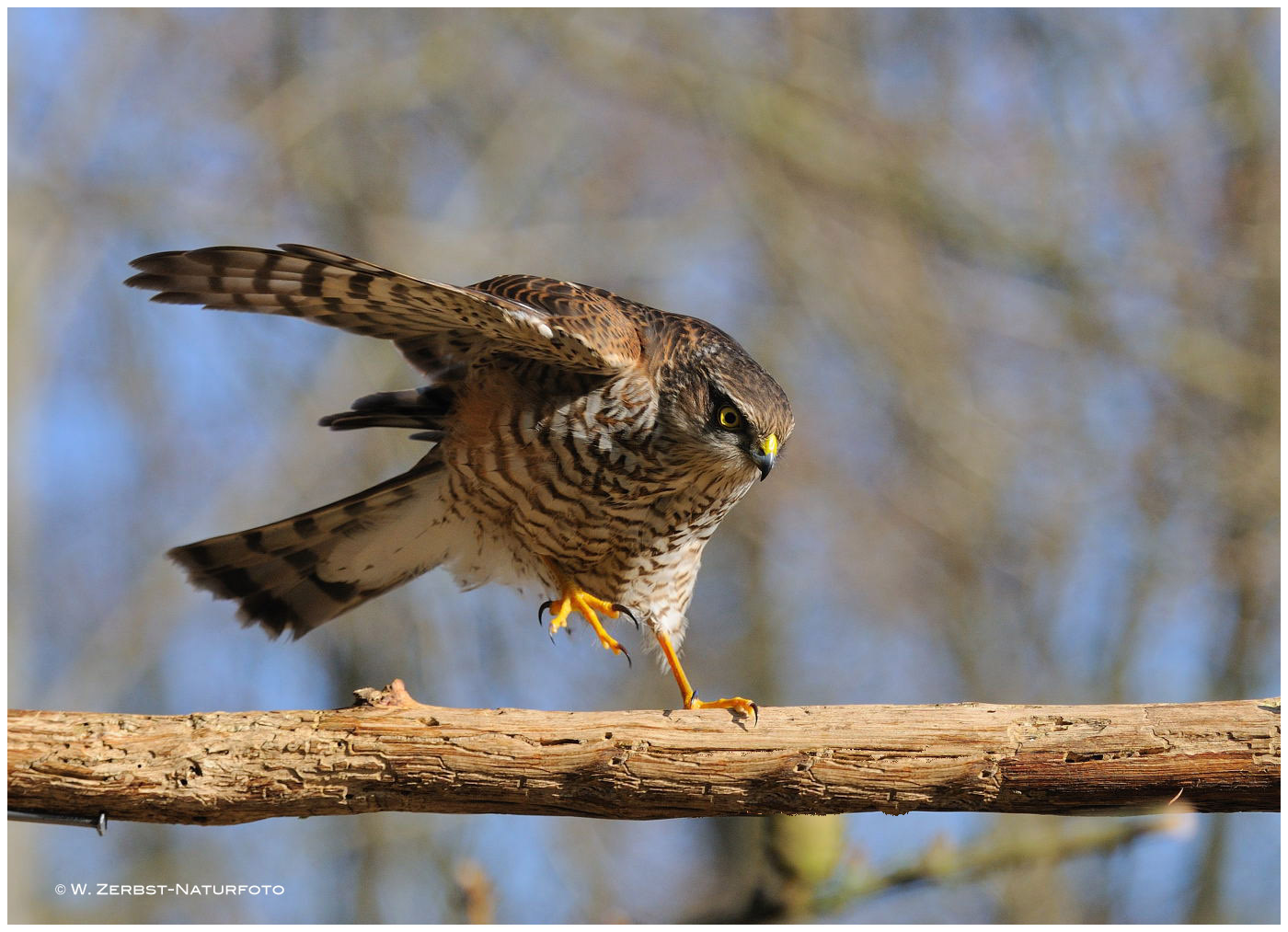 --- Schwupp schon war er da. --- (Accipiter nisus )